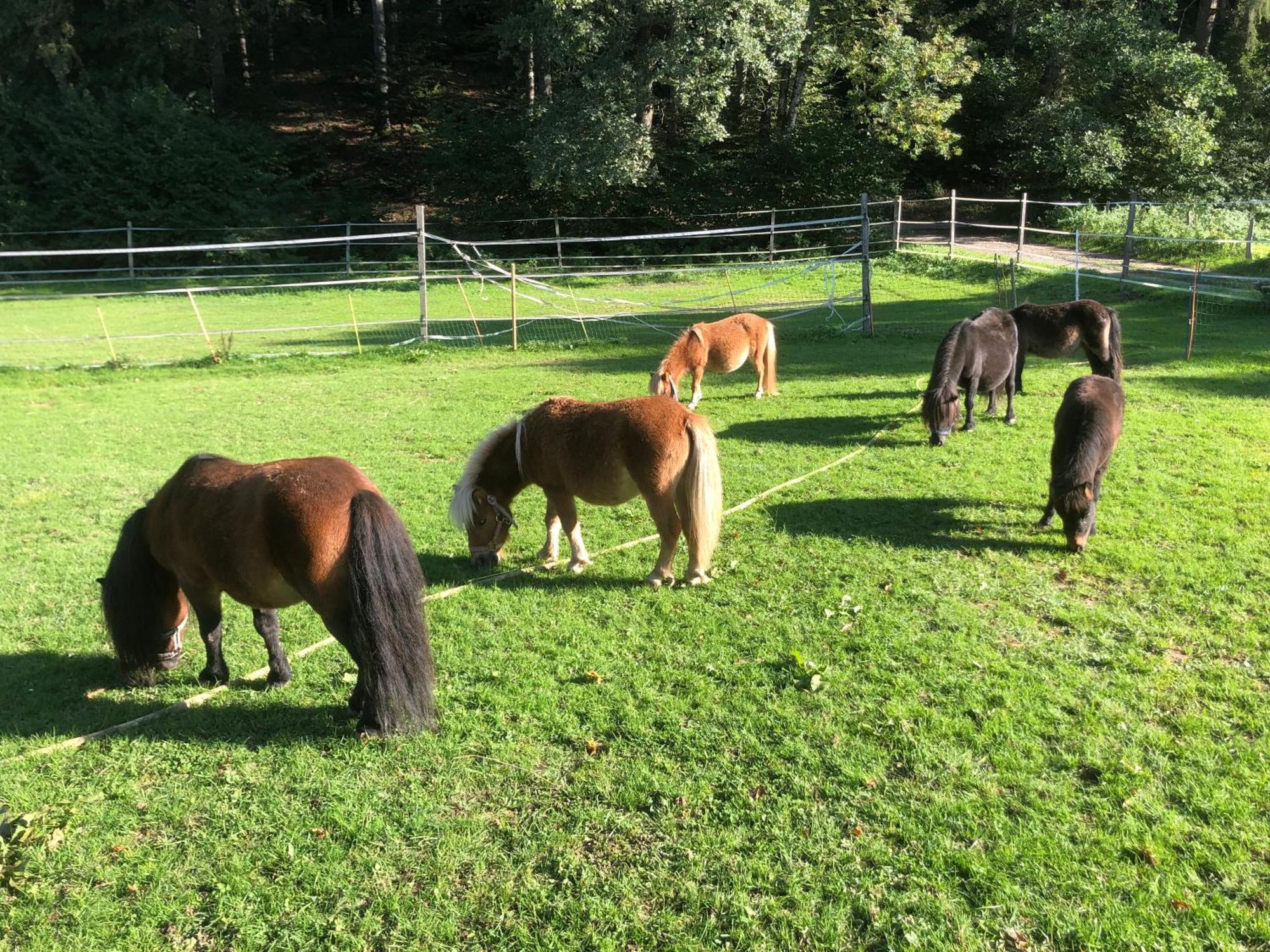 Serenite Et Nature Dans Une Ferme Equestre - Studio Familial Massonnens Zewnętrze zdjęcie