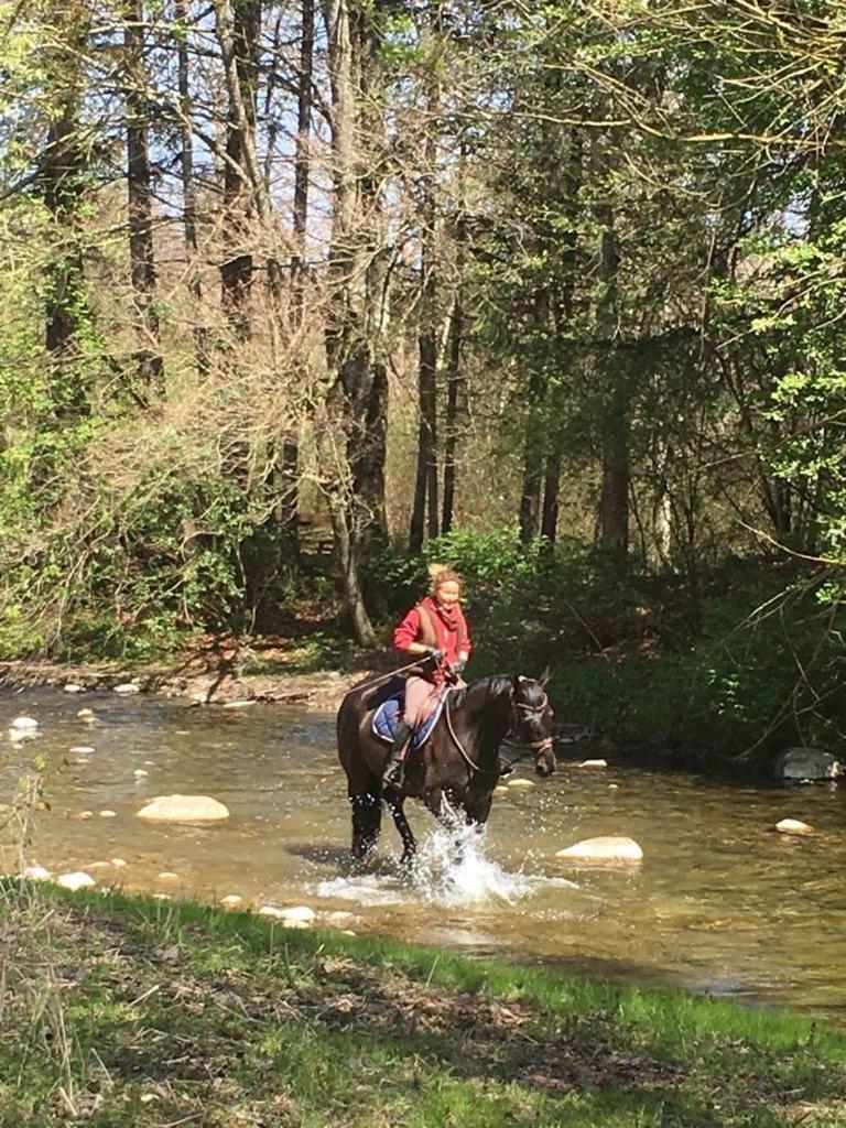 Serenite Et Nature Dans Une Ferme Equestre - Studio Familial Massonnens Zewnętrze zdjęcie